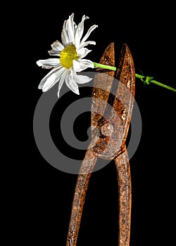 Rusty metal scissors and white chamomile on a black background
