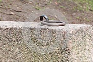 Rusty mooring ring photo