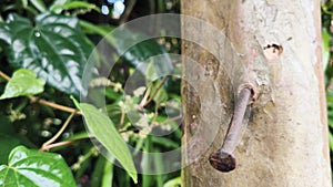 Rusty Nail on Tree Trunk with Green Leaf Background