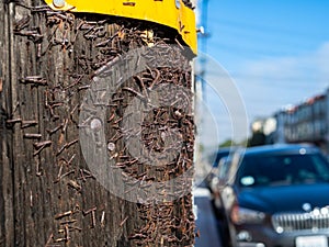 Rusty nails ands staples place into wooden post in urban area