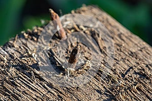 Rusty nails on old wood