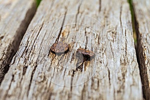 Rusty nails in old wooden board