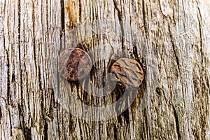 Rusty nails in old wooden board close-up