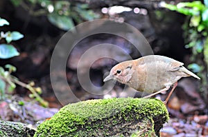 Rusty-naped Pitta