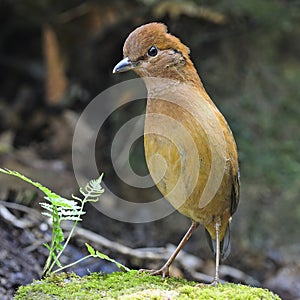 Rusty-naped Pitta