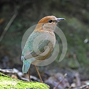 Rusty-naped Pitta