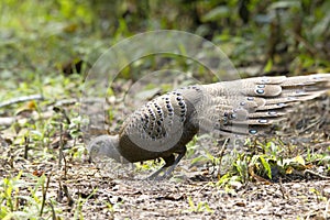 Rusty-naped Pitta :pitta oatesi