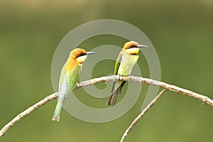 Rusty-naped Pitta :pitta oatesi