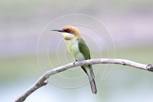 Rusty-naped Pitta :pitta oatesi