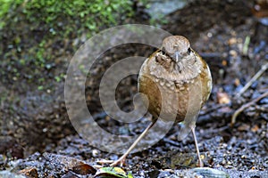 Rusty-naped pitta on the rock