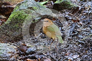 Rusty-naped pitta on the rock