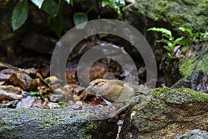 Rusty-naped pitta on the rock