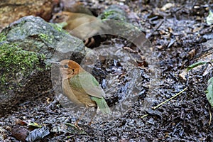 Rusty-naped pitta on the rock