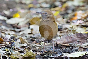 Rusty-naped Pitta in Thailand National Prk