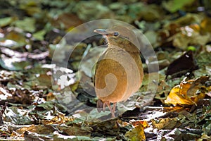 Rusty-naped Pitta in Thailand National Prk