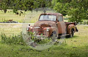 Rusty old 1952 vintage pickup truck sits in pasture with livestock in the background.