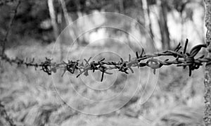 Rusty old barb wire in the wood, relict of the cold war