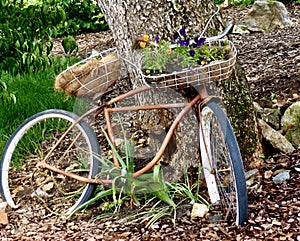 Rusty old bicycle leaning against a tree, basket planted with flowers