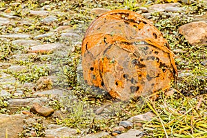 Rusty old bucket full of holes