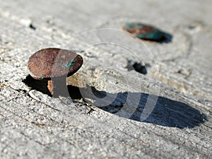 Rusty Old Nails in Wood Photo