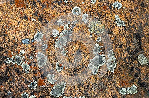 Rusty Orange Calcified Lichen on Rock