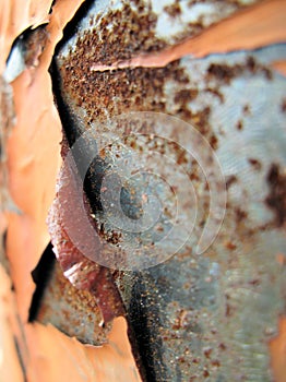 Rusty peeling metal closeup