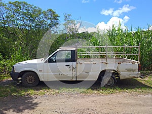 Rusty pick up abandoned in sugar cane crop field. Caribbean