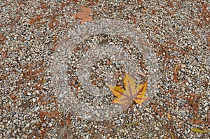 Rusty plane tree leaf lying on the ground covered by white gravel