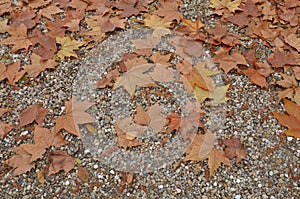 Rusty plane tree leaves covering ground