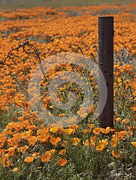 Rusty post amidst a California Poppy super bloom field