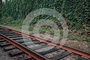 Rusty railroad tracks and rotten sleepers in front of a wall twined with green wild grapes. The concept of destruction