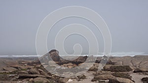The rusty remains of the fish trawler - Aristea - close to Hondklipbaai, on the west coast of South Africa photo