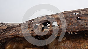 The rusty remains of the fish trawler - Aristea - close to Hondklipbaai, on the west coast of South Africa photo
