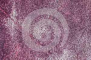 Rusty and scratched metal panel background. old rusty texture