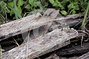 Rusty sharp nail on wooden plank.