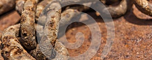 Rusty ship chain on the stone coast. Close up.