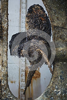 Rusty ship screw covered in shells during repair work