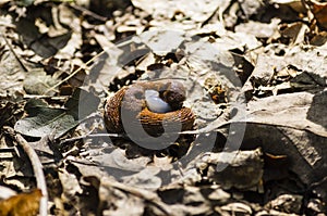 Rusty slugs with larva