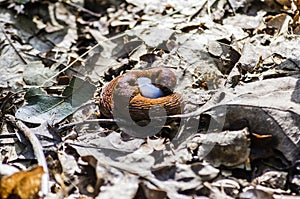 Rusty slugs with larva