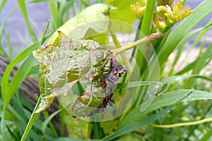 rusty spots on grape leaves.