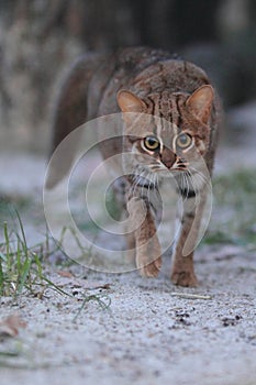 Rusty-spotted cat