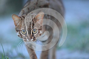 Rusty-spotted cat