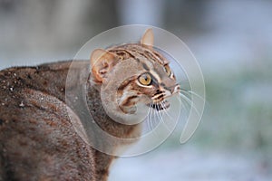 Rusty-spotted cat