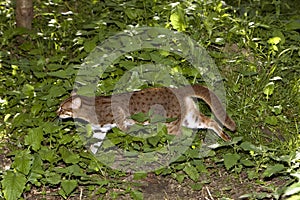 Rusty-Spotted Cat, prionailurus rubiginosus