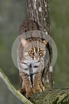 Rusty-Spotted Cat, prionailurus rubiginosus