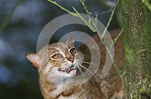 Rusty-Spotted Cat, prionailurus rubiginosus