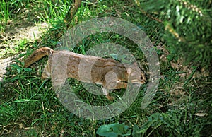 Rusty-Spotted Cat, prionailurus rubiginosus, Adult