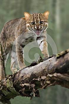 Rusty-Spotted Cat, prionailurus rubiginosus, Adult with Open Mouth, Defensive Posture