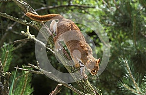 Rusty-Spotted Cat, prionailurus rubiginosus, Adult standing on Branch