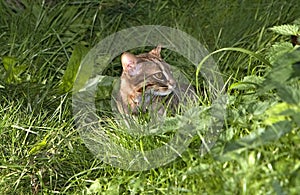 Rusty-Spotted Cat, prionailurus rubiginosus, Adult standing on Long grass